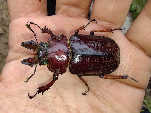 Sphaenognathus feisthamelii