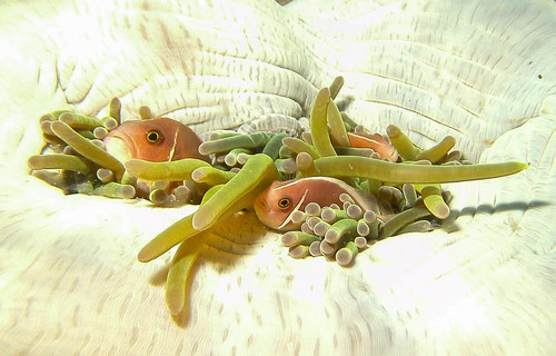 Pink Skunk Anemonefish — seen at this dive site
