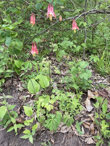 red columbine