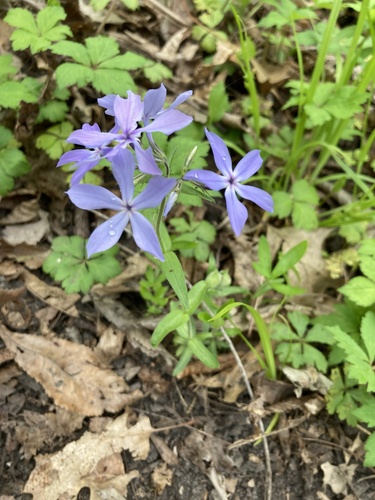 blue phlox