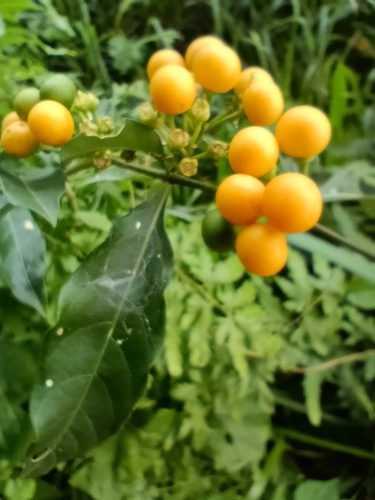 twoleaf nightshade
