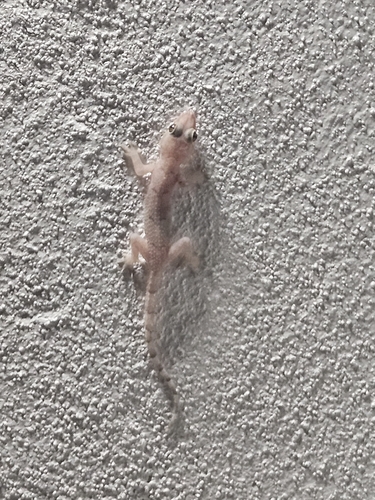 Tropical House Gecko