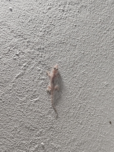 Tropical House Gecko