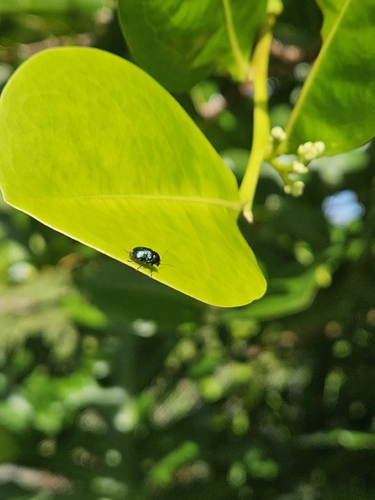 Sweet Potato Leaf Beetle