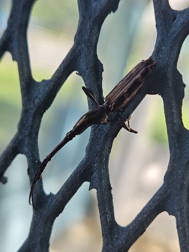 Belopherus