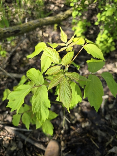 box elder