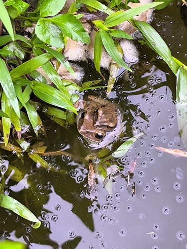 Spot-legged Tree Frog