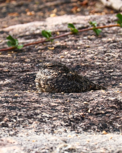 Pygmy Nightjar