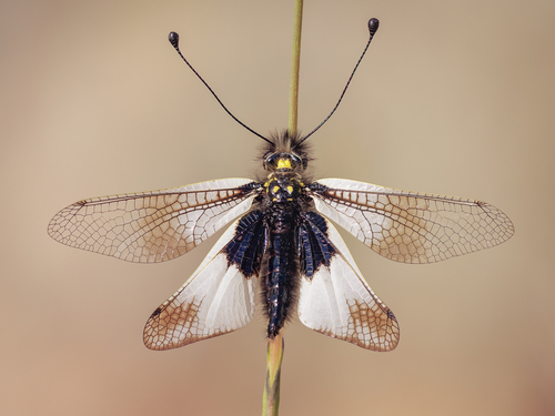 Libelloides lacteus