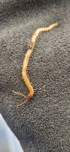 Boreal Yellow-headed Soil Centipede