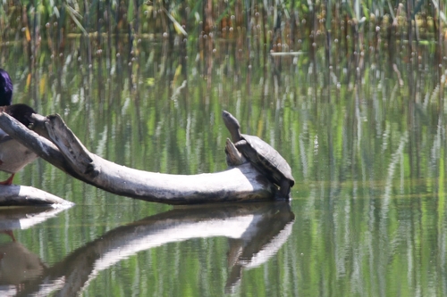 Mauremys leprosa
