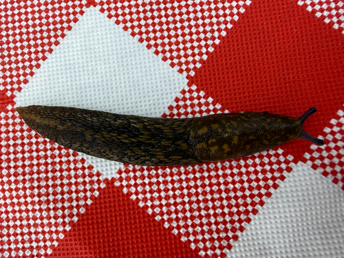 Limacus flavus