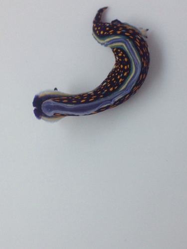 Agassiz's Chromodorid