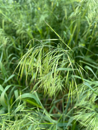 Cheatgrass
