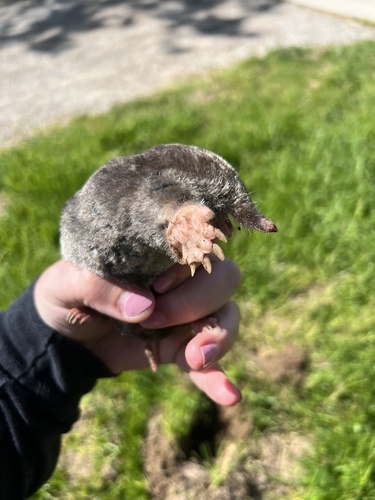Eastern Mole observed by bugologist_beth