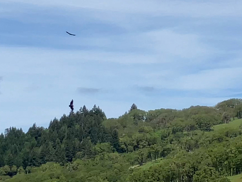 California Condor observed by orinthia_s