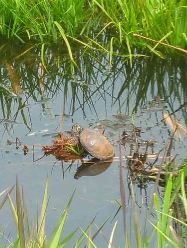 Chrysemys picta