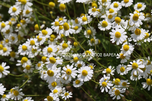 German Chamomile