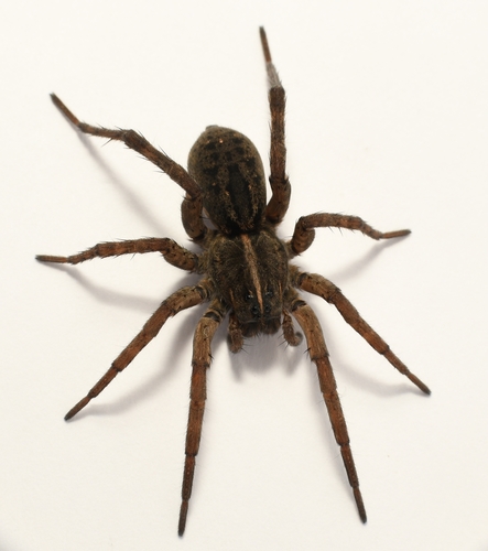 Wetland Giant Wolf Spider
