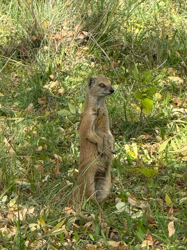 Yellow Mongoose