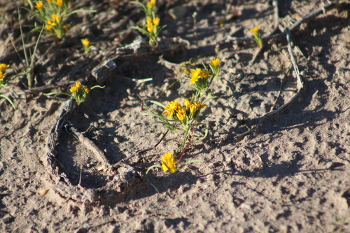 Pectis angustifolia