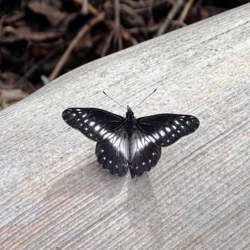 Narrow-banded Dartwhite