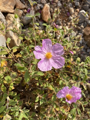 Hoary Rock-rose