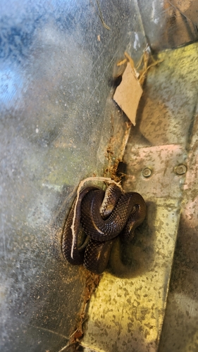 Cape Wolf Snake