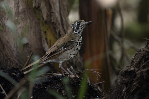 Spot-winged Thrush