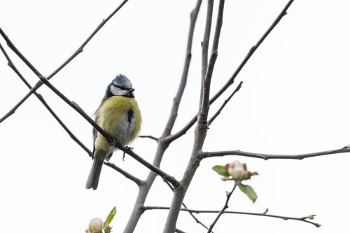 Eurasian Blue Tit