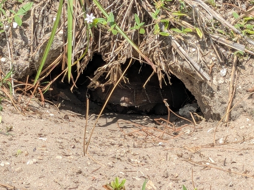 Gopherus polyphemus