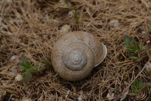 Eobania vermiculata