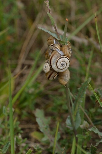 Theba pisana