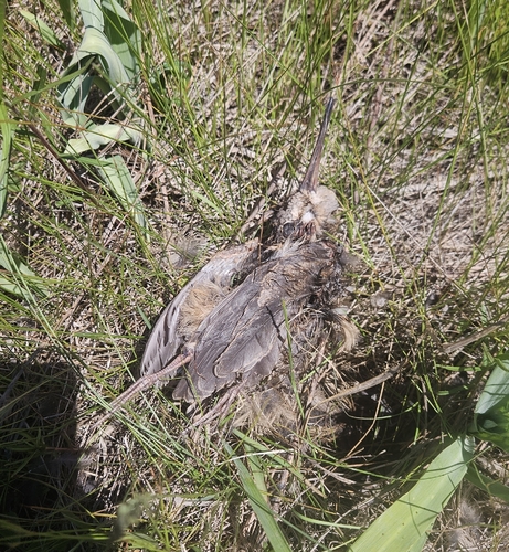 American Woodcock observed by kwoytek