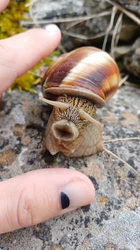 Helix lucorum