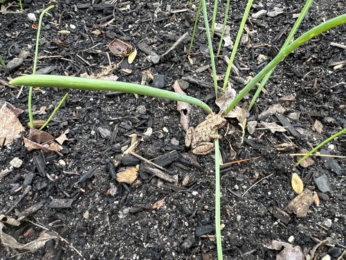 Spring Peeper observed by sparachi