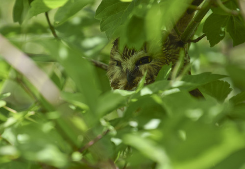 Northern Saw-whet Owl observed by jessicalowery