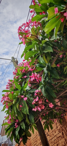 Mexican Plumeria