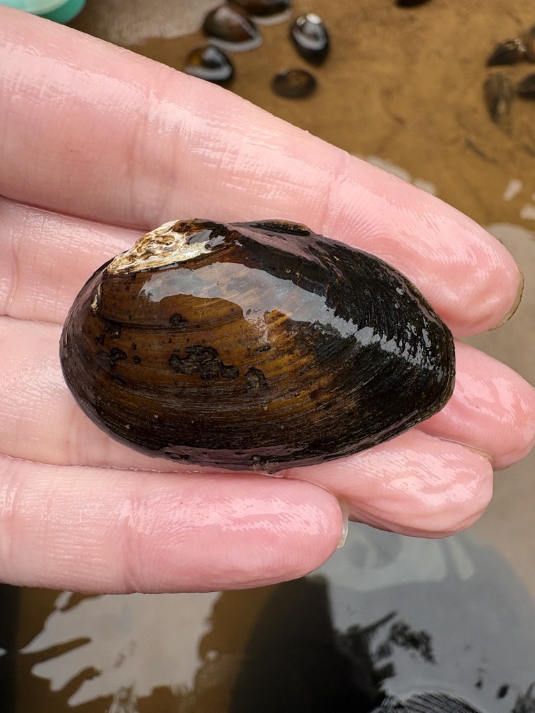 Southern Clubshell in May 2026 by Brittany Barker-Jones · iNaturalist