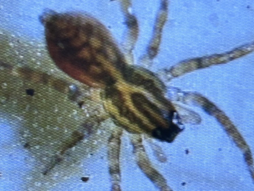 Pirata alachuus