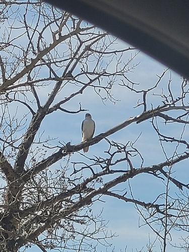 Ferruginous Hawk