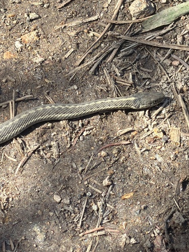 Wandering Garter Snake observed by brian_genge