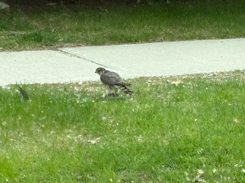 Merlin observed by arborsphere