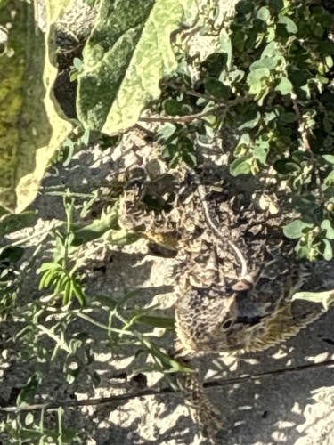 Texas Horned Lizard observed by ddduniven