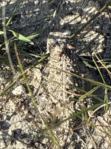 Texas Horned Lizard observed by ddduniven