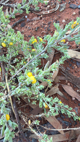 ruby saltbush