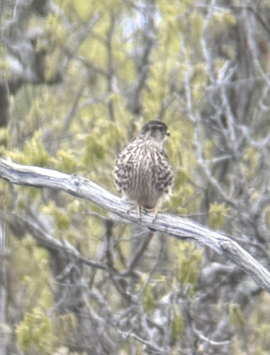Merlin observed by liamnorton3