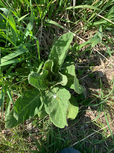 great mullein