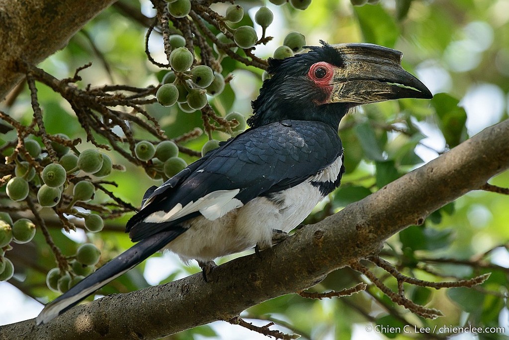 Trumpeter Hornbill (Bycanistes bucinator) photo