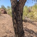 Acacia gerrardii